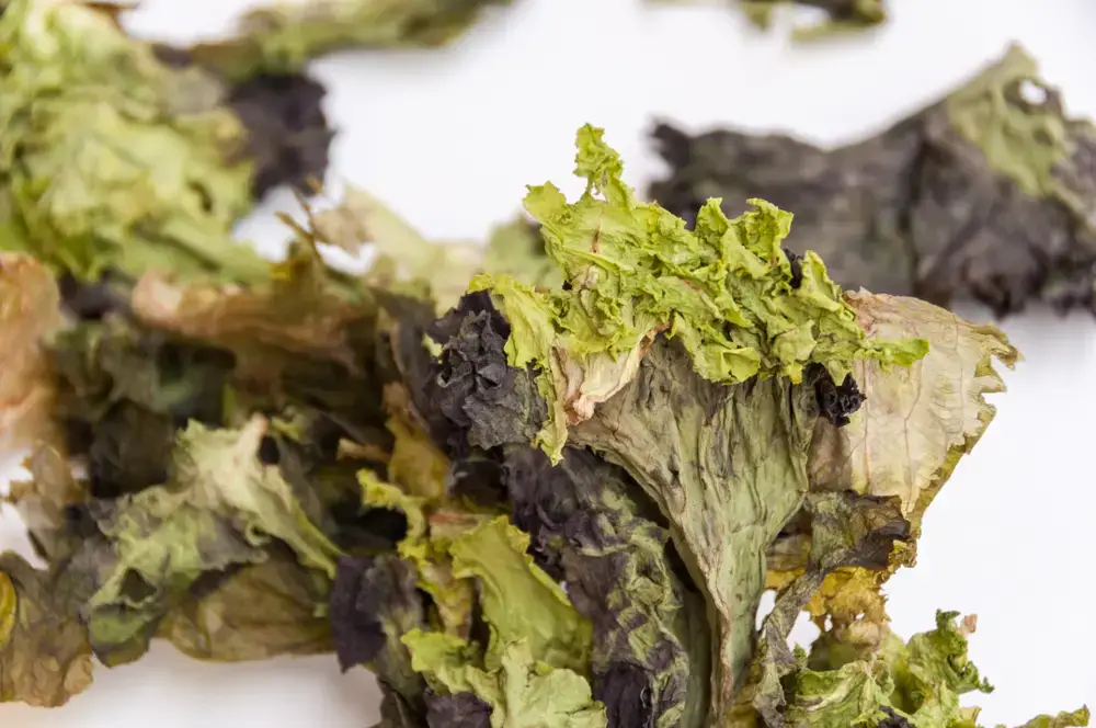 Cómo saber cuándo la lechuga es mala
