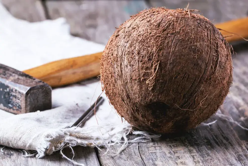 Cómo sacar un coco de su cáscara