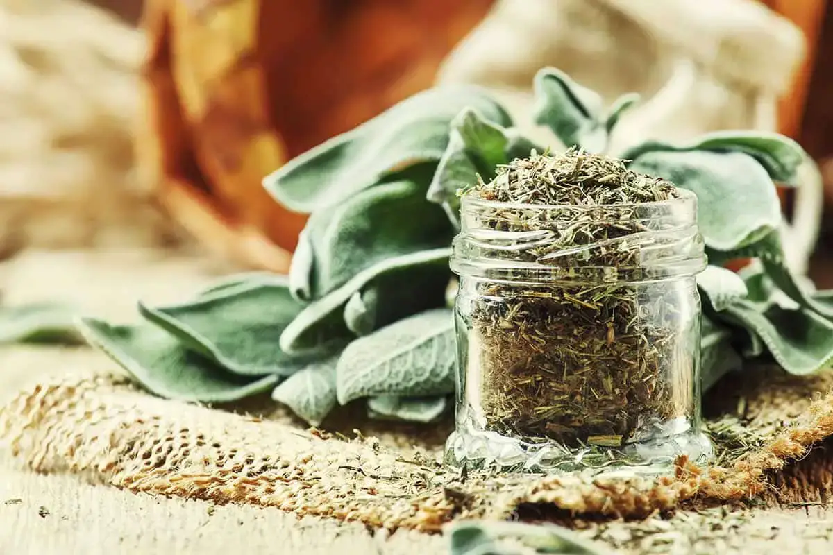 Las mejores opciones de sustitutos de salvia para una comida sabrosa.