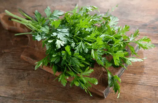 Los 11 mejores sustitutos del cilantro y formas de usarlo @2023 Trending