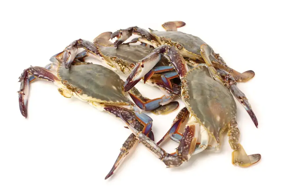 Por qué congelar cangrejos vivos es una mala idea