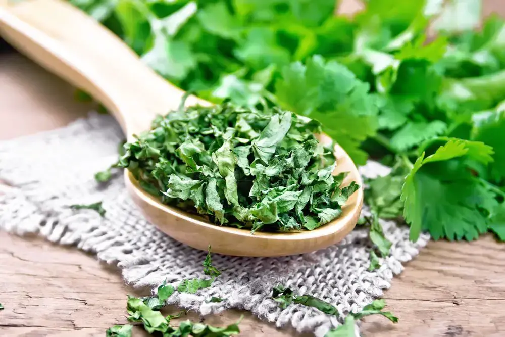 Sustitutos del cilantro en guacamole
