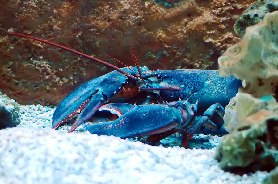La langosta azul sabe igual que las otras langostas: manejo...
