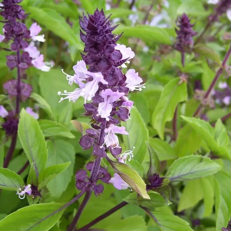 Amazon.com: Semillas de canela y albahaca Albahaca mexicana, Canela Aroma dulce, picante y cálido Planta anual Jardín al aire libre 1000 piezas Semillas de hierbas de YEGAOL Garden: ...