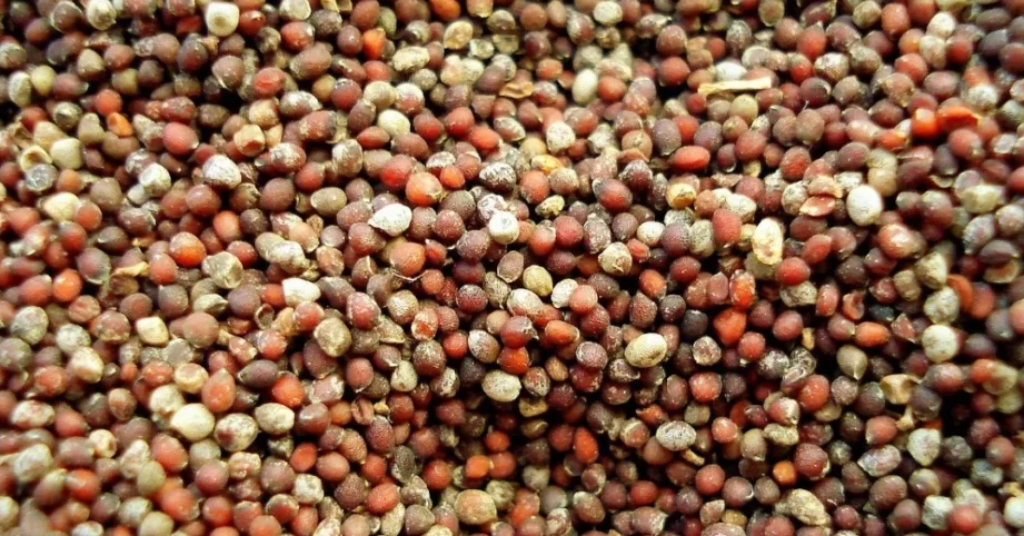 13 potentes especias alemanas para darle vida a tu cocina - Germaze