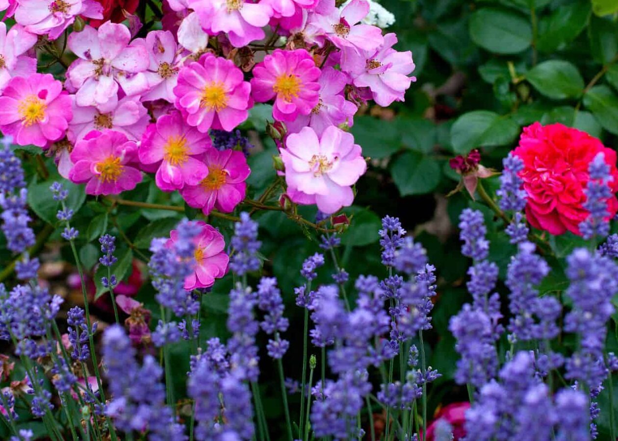 12 plantas complementarias de la lavanda 🌱 💜 Potenciando la belleza y...