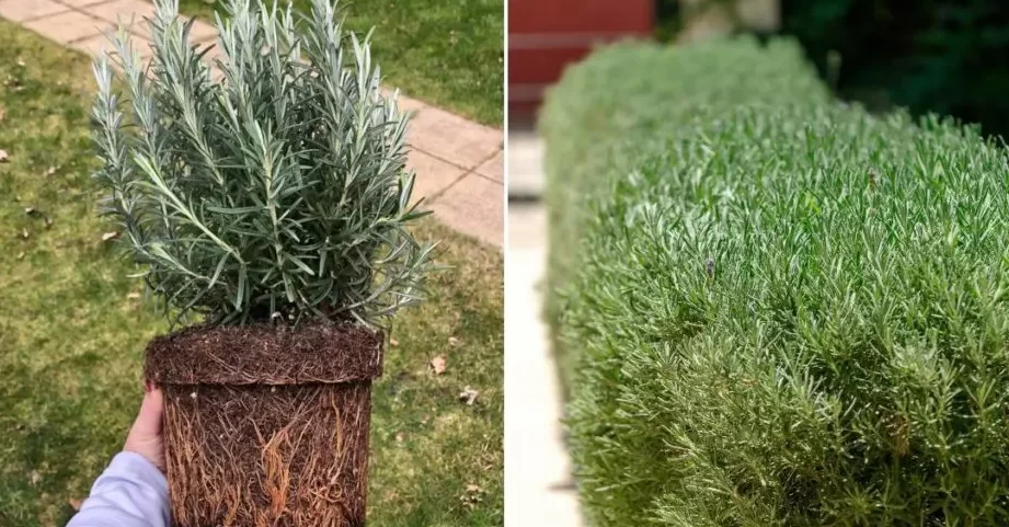 10 plantas complementarias de romero (y 5 plantas para mantener alejadas)