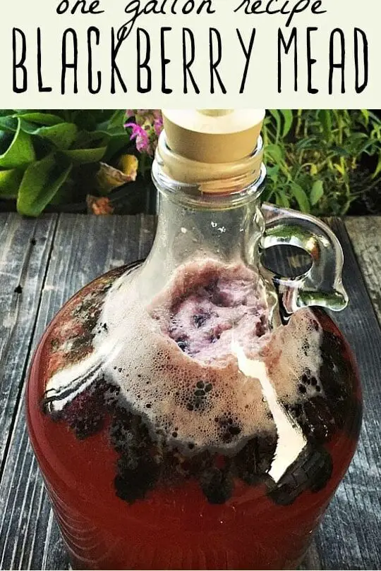 Hidromiel de mora: receta de un galón