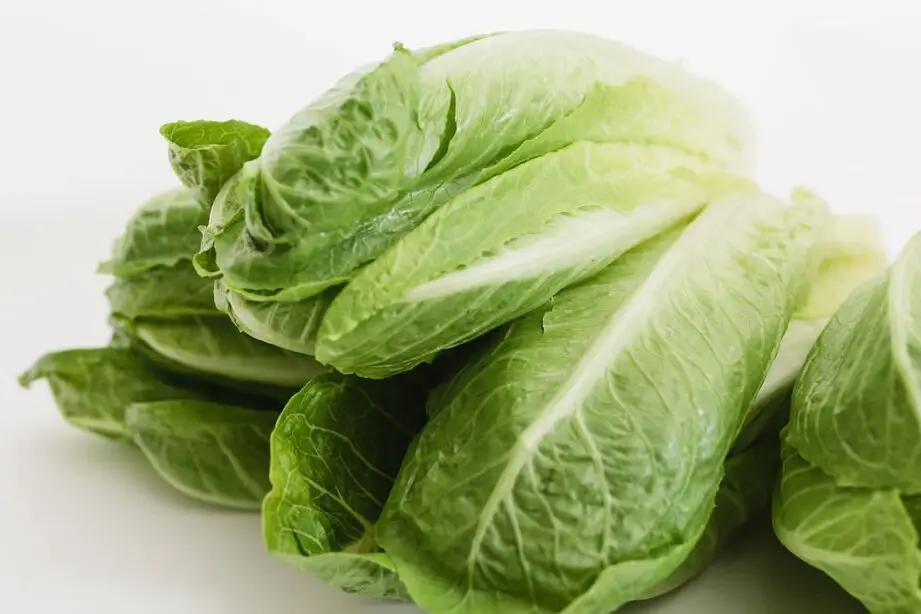 ¿Cuánto dura la lechuga romana?