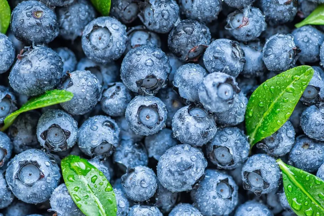 Beneficios para la salud de los arándanos