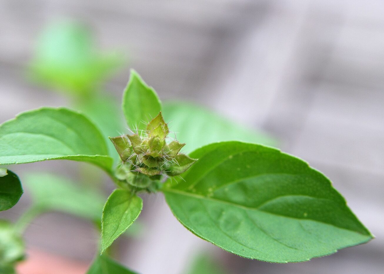 Albahaca 101: Consejos de cultivo + 28 recetas - Love and Lemons