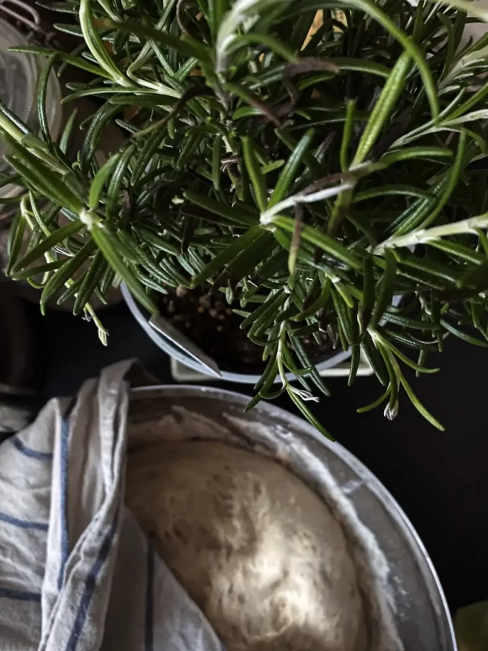 Plantas complementarias del romero (las mejores y las que se deben evitar)