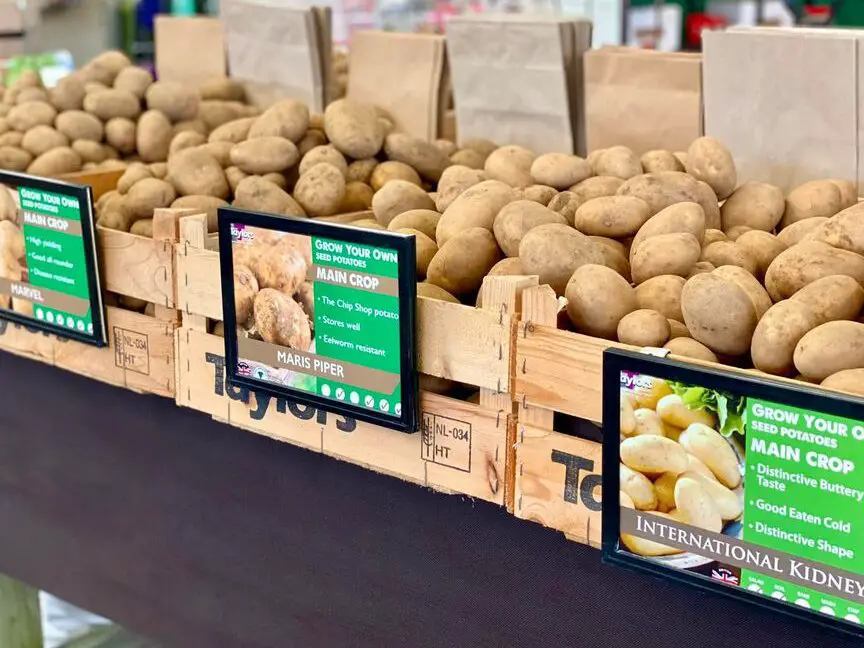 Spuds a' Plenty: la guía para cultivar semillas de papa - Greenfingers