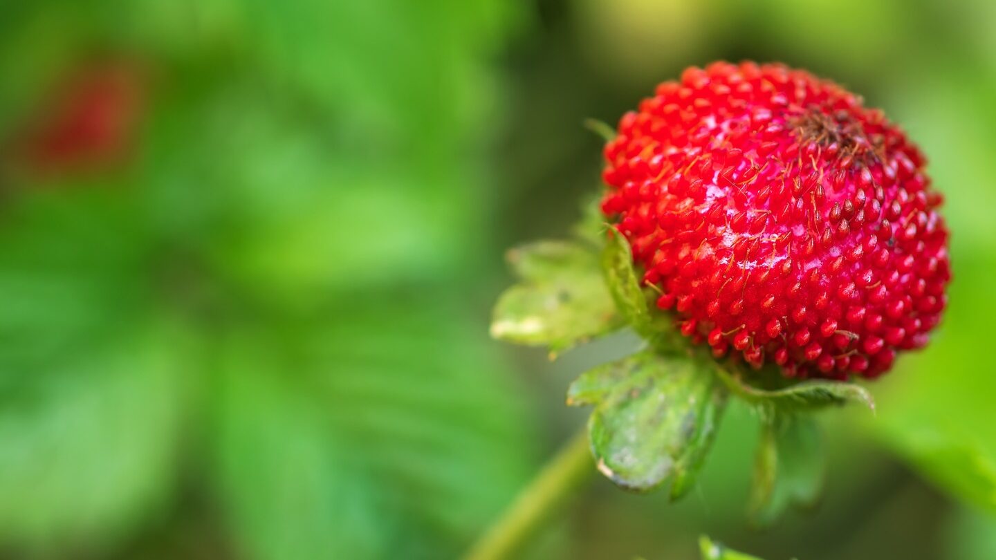 Cómo detectar fresas falsas y qué hacer con ellas