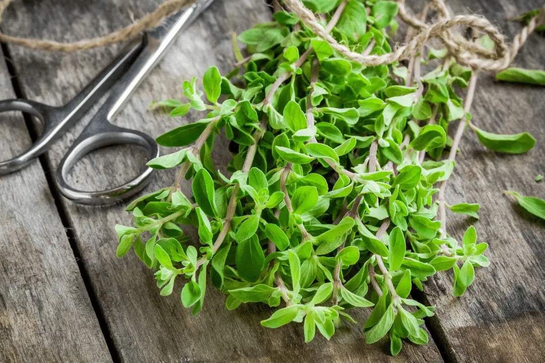 7 mejores sustitutos de la hoja de laurel