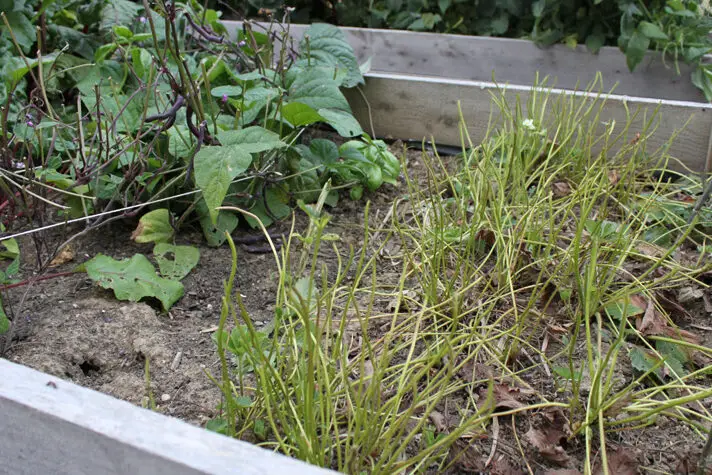 ¡El ciervo se comió mi jardín!