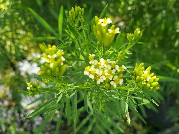 Caléndula Mexicana AKA Huacatay Semillas de Menta Negra Peruana (Certificada...