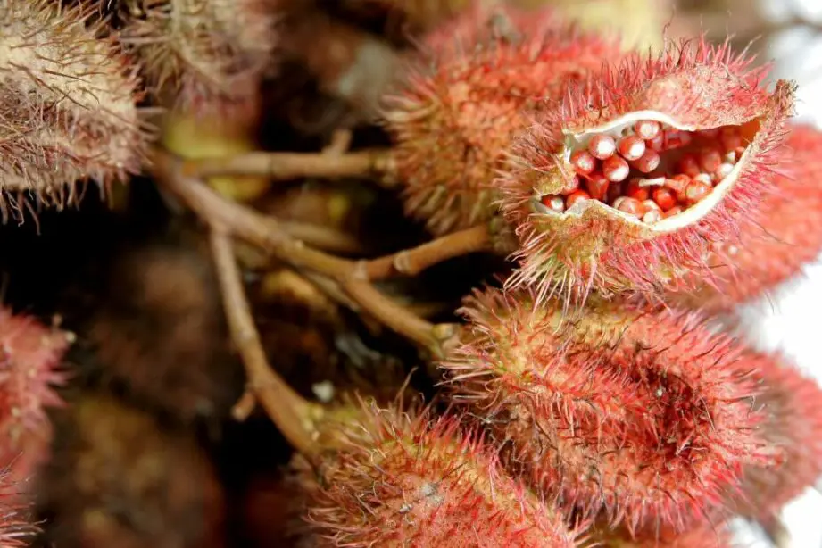 Las 6 mejores opciones de sustitutos del achiote - Aventuras femeninas