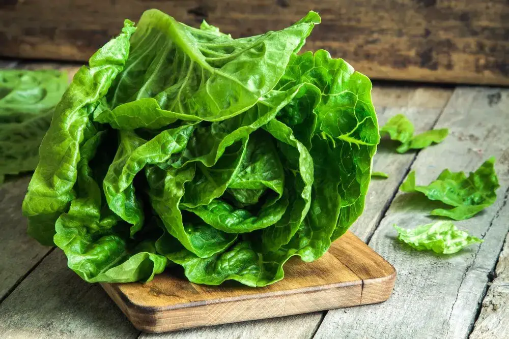 ¿Cuánto dura la lechuga sin refrigerar?