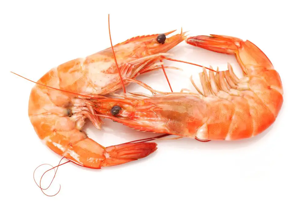 ¿Cuánto tiempo duran los camarones descongelados en el refrigerador?