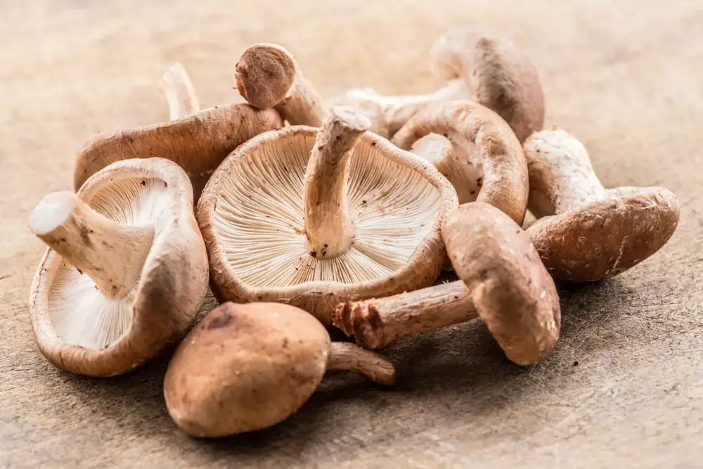 ¿Cuánto tiempo duran los hongos shiitake?