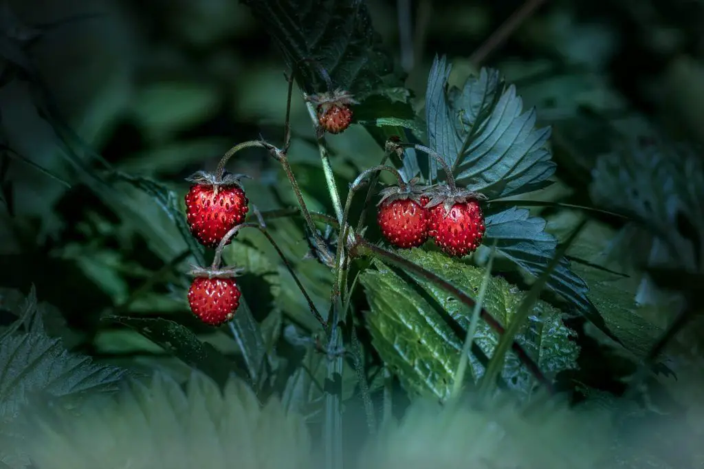 ¿Las fresas silvestres son seguras para comer o son venenosas?