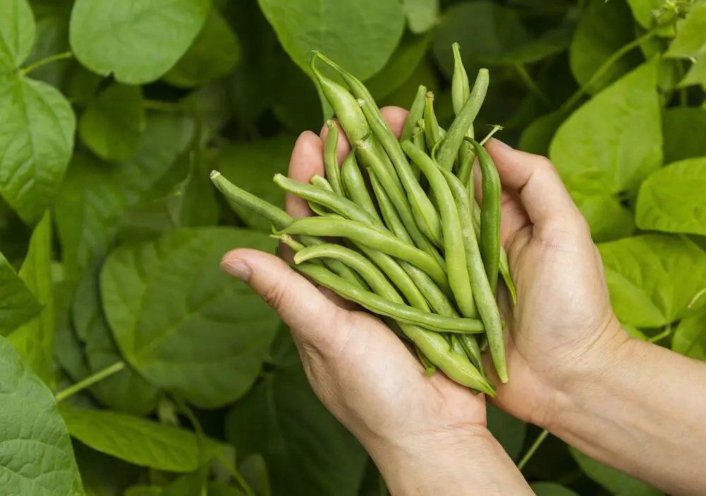 ¿Puedes comer judías verdes crudas?